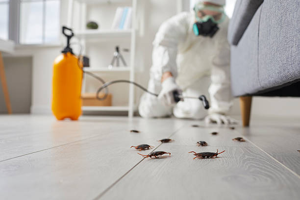 Post-Treatment Bed Bug Interceptor Monitoring in Stone Ridge